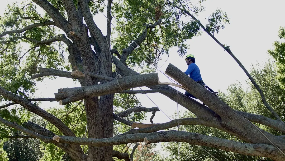 Professional Crown Thinning performed by certified arborists in Lacota