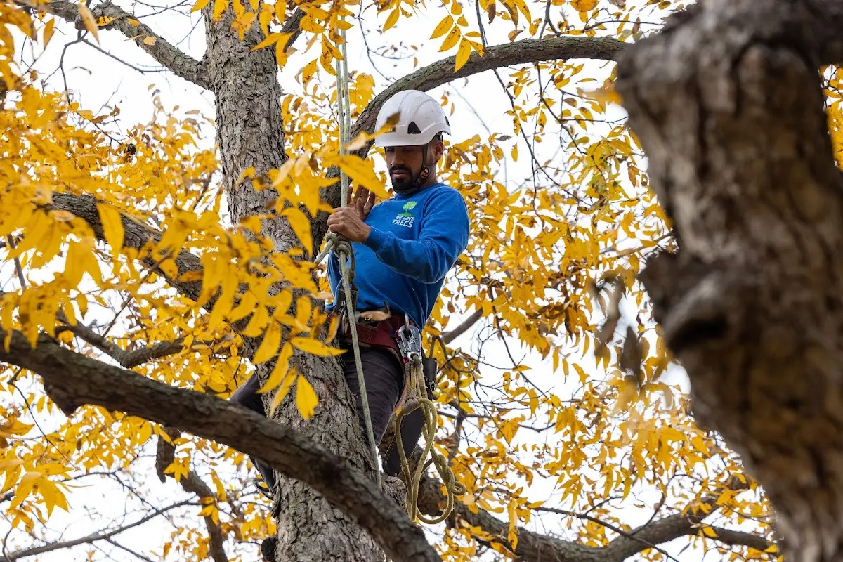 Skilled Dead Tree Removal crew working in Lacota